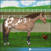 Horse Color:Brown Dun Blanket 