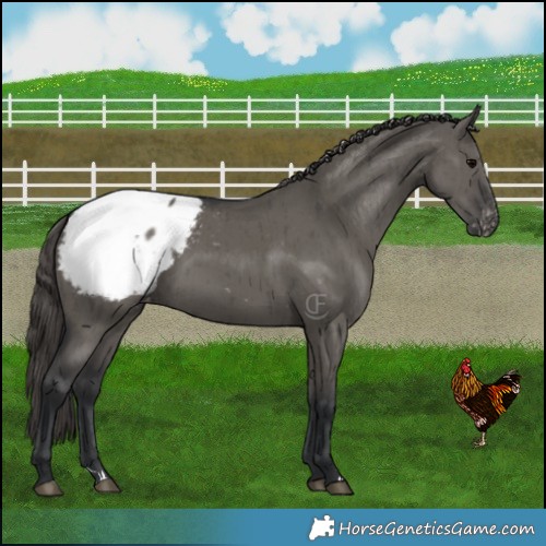 Horse Color:Grullo Snowcap Brindle