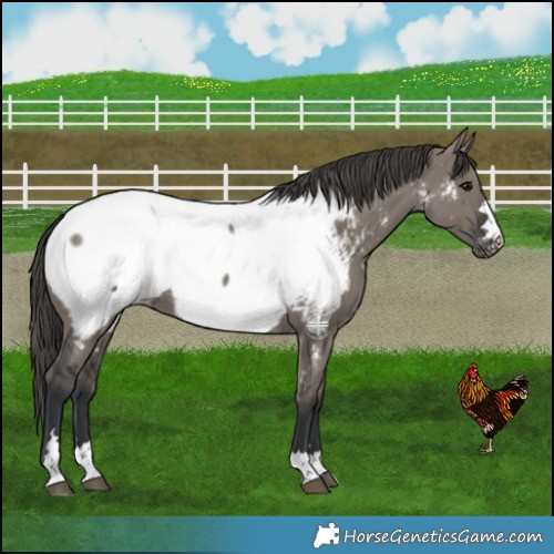 Horse Color:Grullo Near Fewspot 