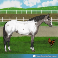 Horse Color:Grullo Near Fewspot 