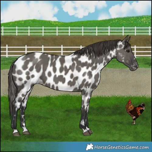 Horse Color:Grullo Near Leopard