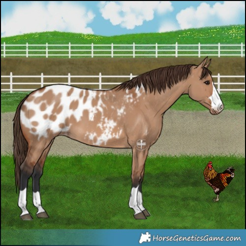 Horse Color:Bay Dun Blanket
