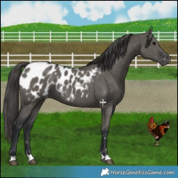 Horse Color:Grullo Appaloosa Brindle