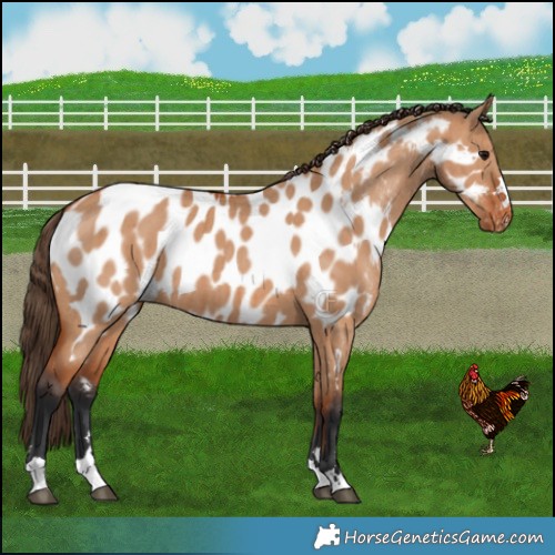 Horse Color:Bay Dun Near Leopard Brindle