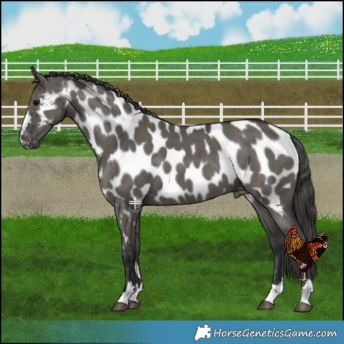 Horse Color:Grullo Near Leopard Brindle 