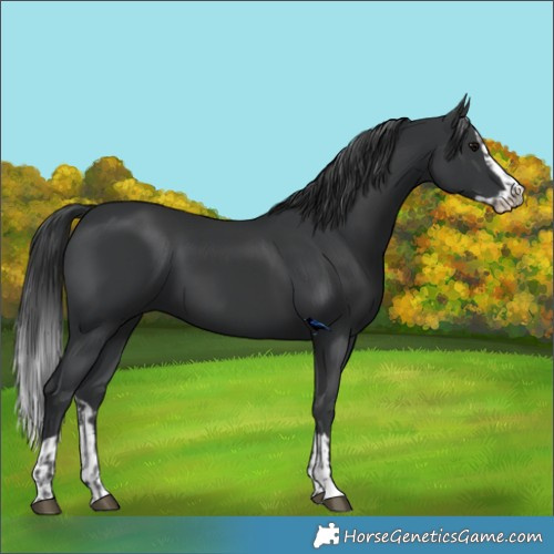 Horse Color:Black  and Black Splash 