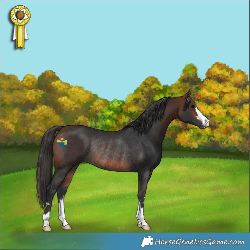Horse Color:Bay Rabicano