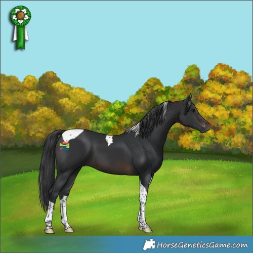 Horse Color:Brown Tobiano 
