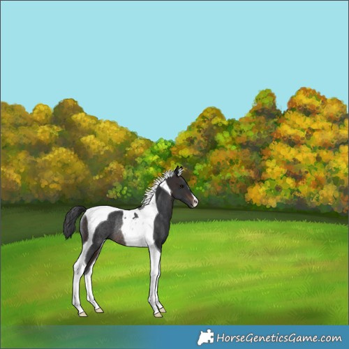 Horse Color:Brown Tobiano Rabicano 