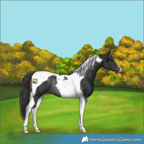 Horse Color:Brown Tobiano Rabicano 