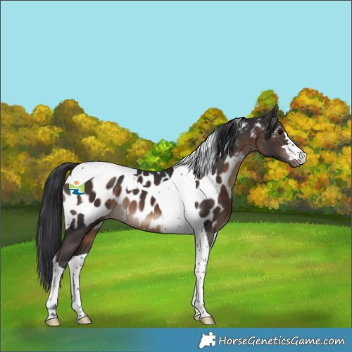 Horse Color:Brown Tobiano Appaloosa