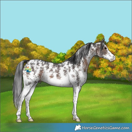 Horse Color:Brown Sabino 