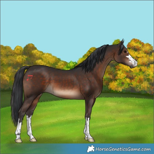 Horse Color:Brown 