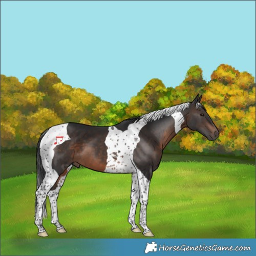 Horse Color:Brown Tobiano 