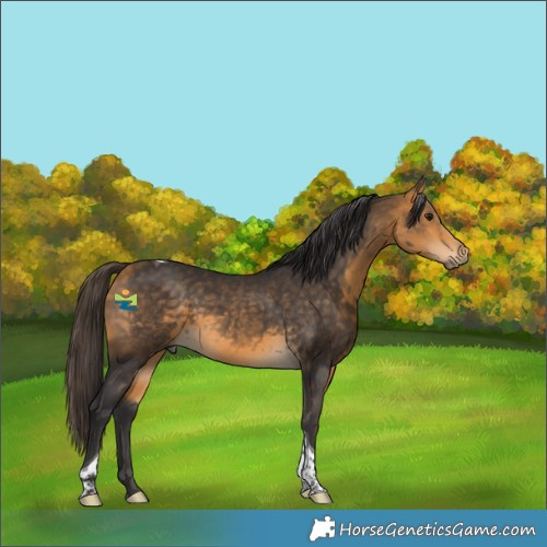 Horse Color:Buckskin Tobiano