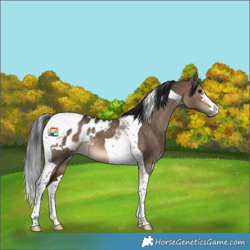 Horse Color:Brown Dun Tobiano Appaloosa 