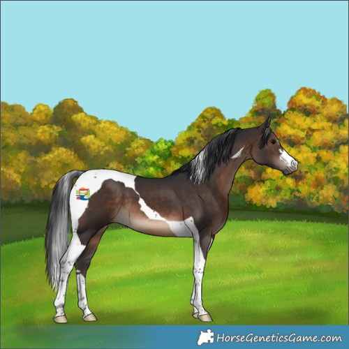 Horse Color:Brown Tobiano 