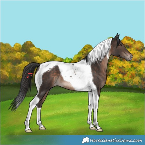Horse Color:Brown Tobiano 