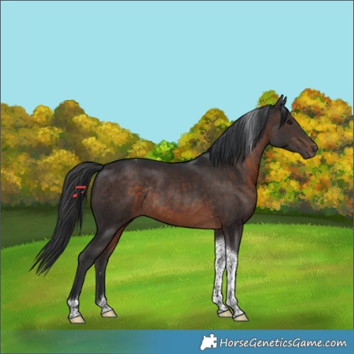 Horse Color:Brown Tobiano Rabicano 