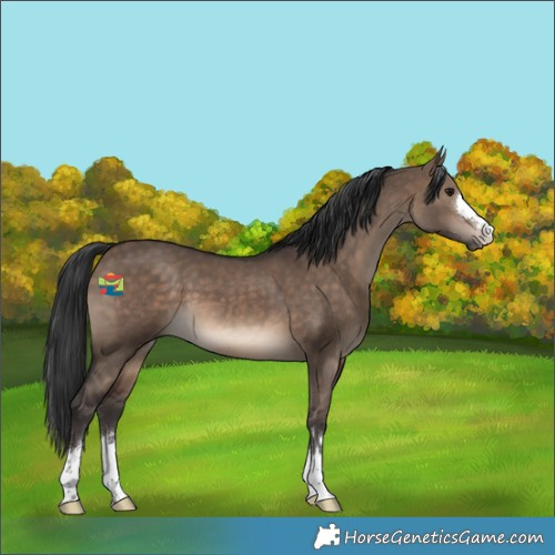 Horse Color:Brown Dun 