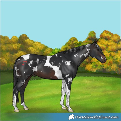Horse Color:White Spotted Brown Tobiano 