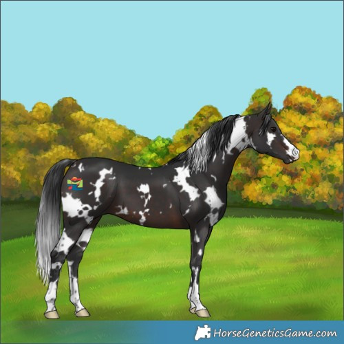 Horse Color:White Spotted Brown 