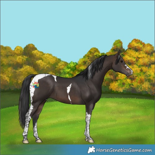 Horse Color:Bay Tobiano 