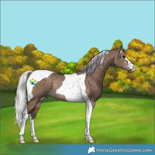 Horse Color:Silver Bay Dun Tobiano Rabicano 