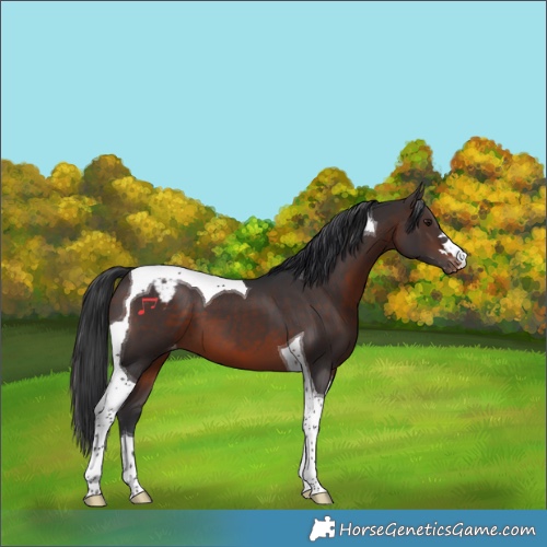 Horse Color:Brown Tobiano Appaloosa