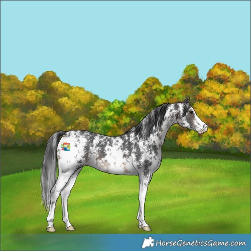 Horse Color:Brown Sabino