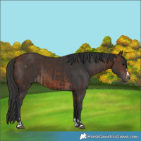 Horse Color:Black  and Brown 