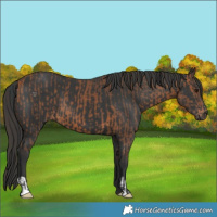 Horse Color:Bay and Black