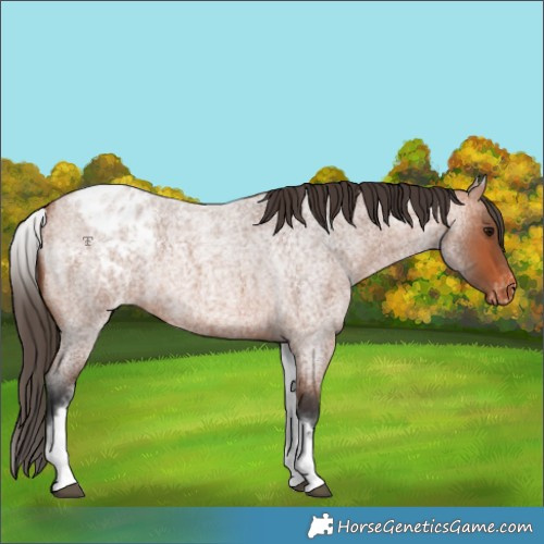 Horse Color:White Spotted Bay Roan Appaloosa 