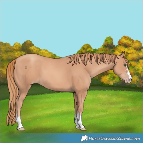 Horse Color:Gold Champagne 