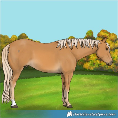 Horse Color:Palomino 