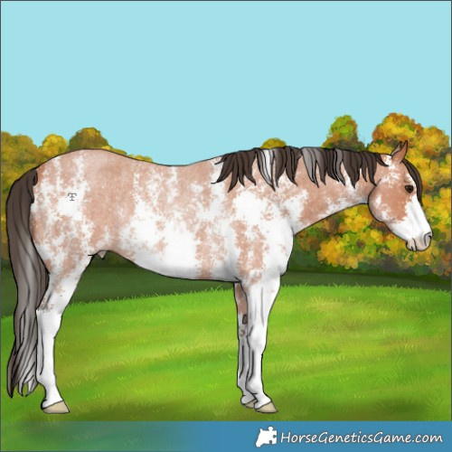 Horse Color:Bay Roan Sabino Rabicano 