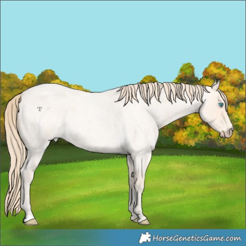 Horse Color:Perlino Roan 
