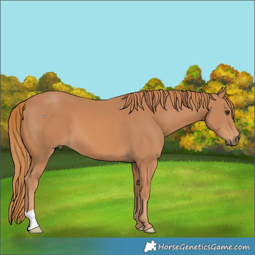 Horse Color:Chestnut 
