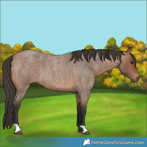 Horse Color:Bay Roan 