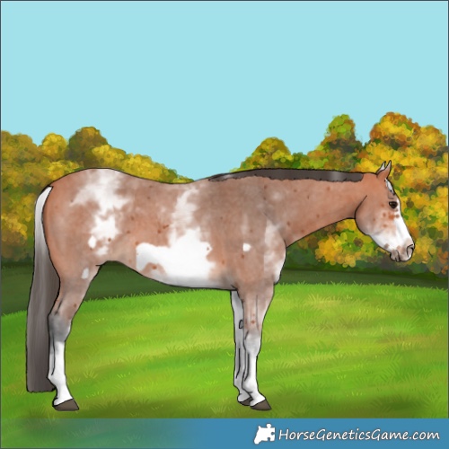 Horse Color:White Spotted Bay Sabino Frame 