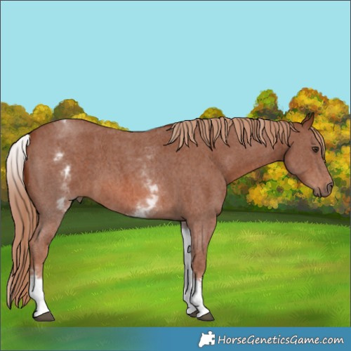 Horse Color:White Spotted Chestnut Sabino 
