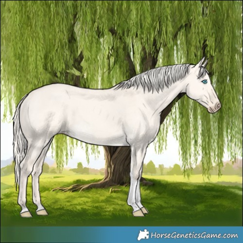 Horse Color:Cremello Dun Tobiano 