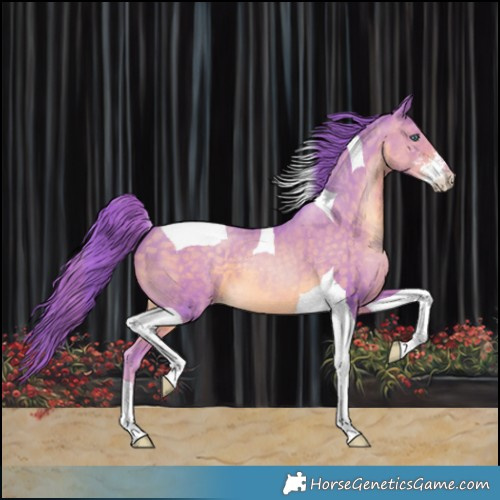 Horse Color:Watercolor Buckskin Pearl Sabino Tobiano