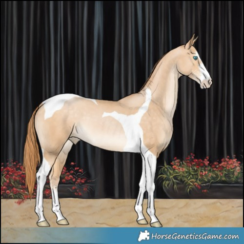 Horse Color:Buckskin Pearl Sabino Tobiano 