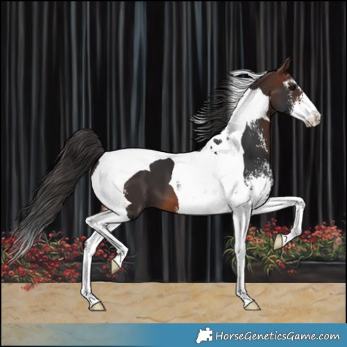 Horse Color:Brown Sabino Tobiano 