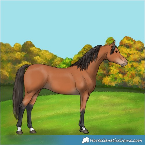 Horse Color:Bay 