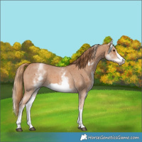 Horse Color:White Spotted Chestnut Sabino Frame 
