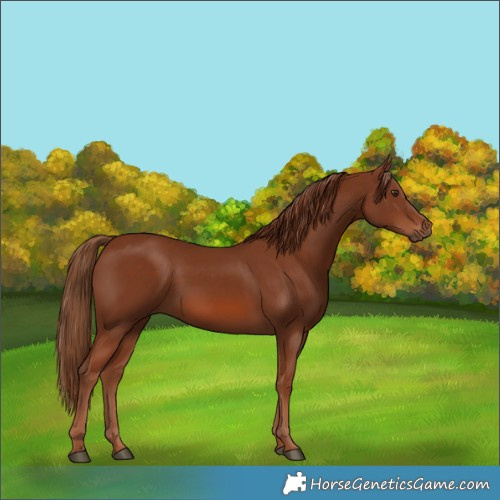 Horse Color:Chestnut 