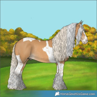 Horse Color:Palomino Splash Tobiano Rabicano 