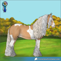 Horse Color:Palomino Splash Tobiano Rabicano 